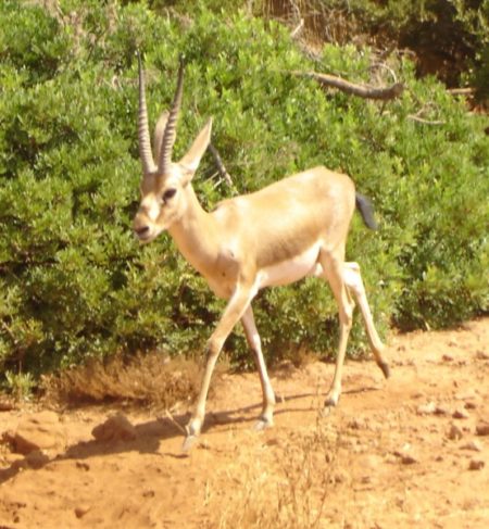 Gazelle de cuvier en réserve de chasse de tlemcen