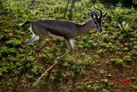 La Gazelle dorcas dans la réserve de chasse de tlemcen