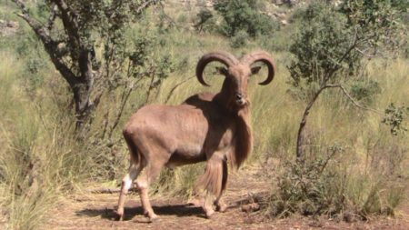Mouflon à manchettes dans la rérves de chasse de tlemcen