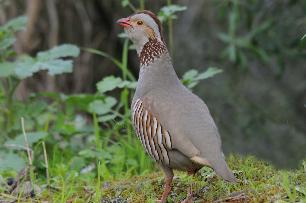 perdrix gambra en Algérie