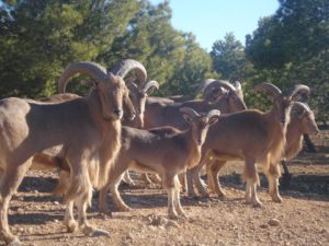 Mouflon à la réserve de chasse de djelfa